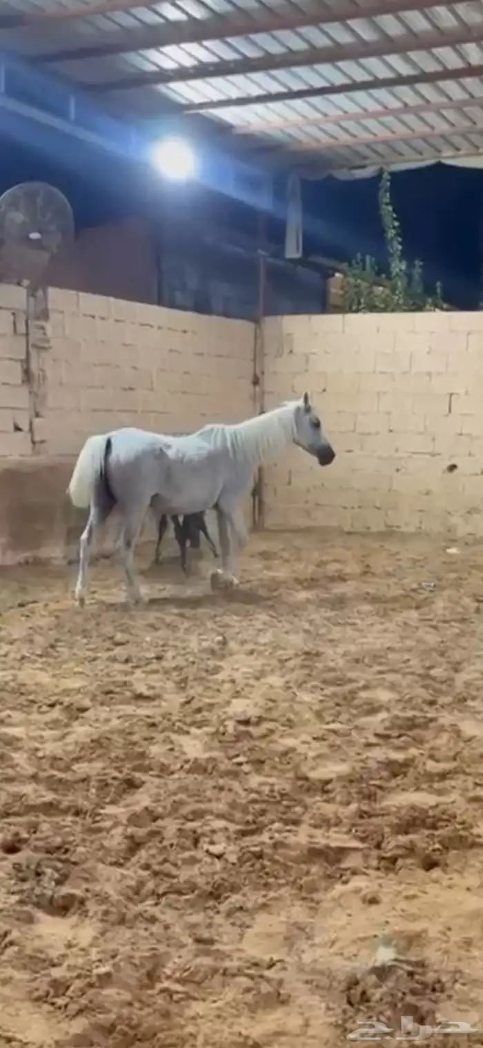 فرس معها مهره واهو 0