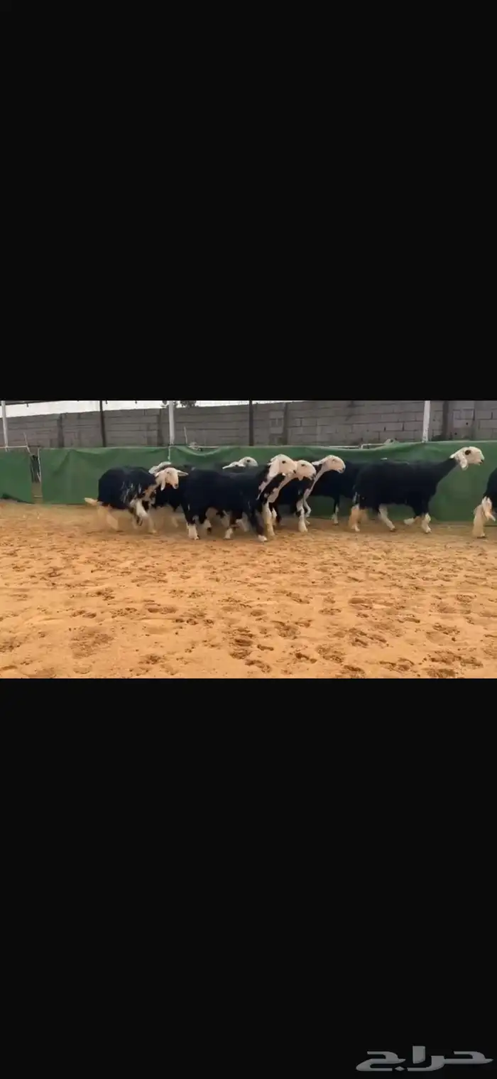 عرض بيع جذعات 1