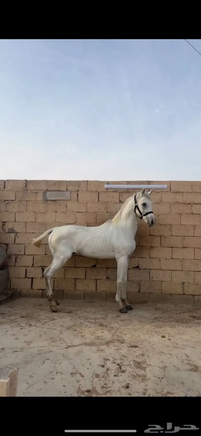 حصان شعبي شيخ 0