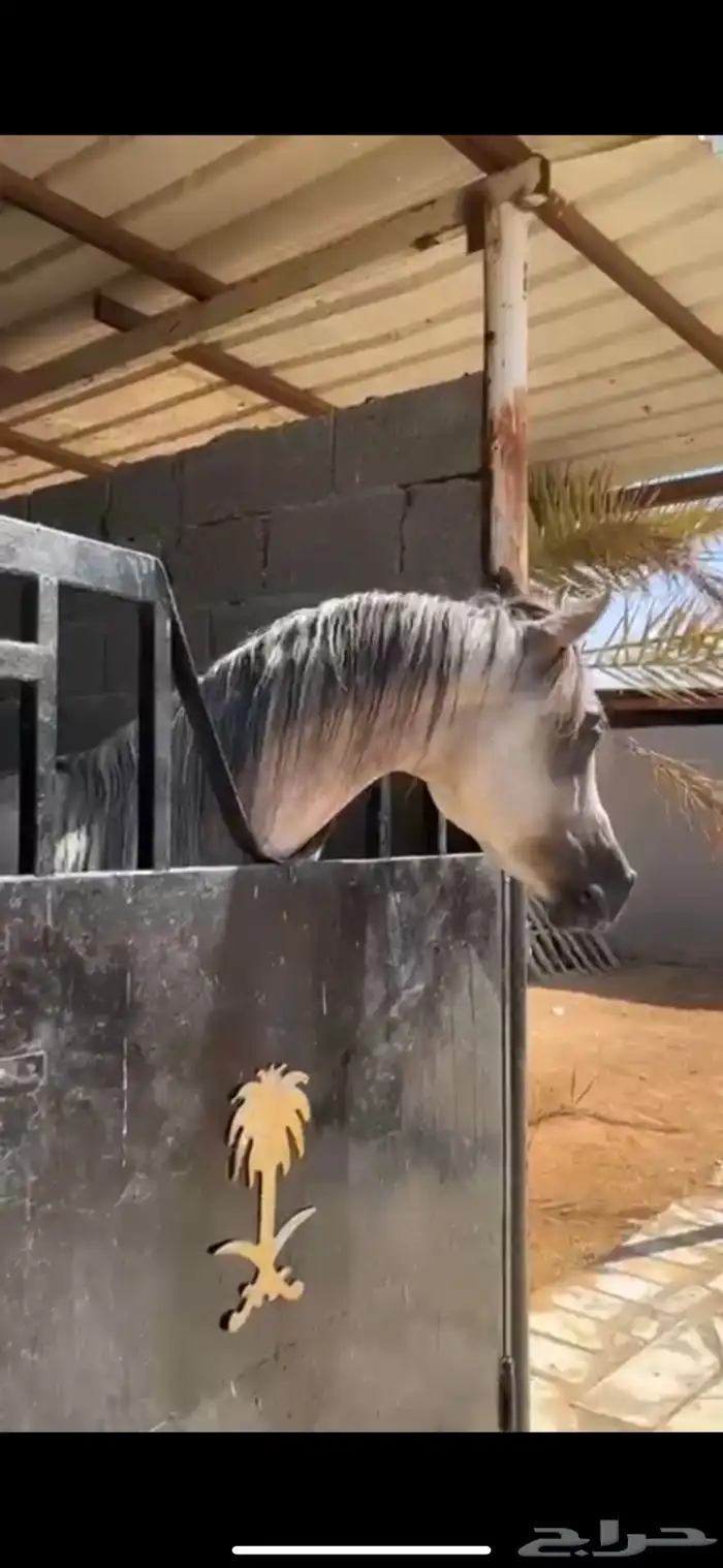 حصان واهو 12