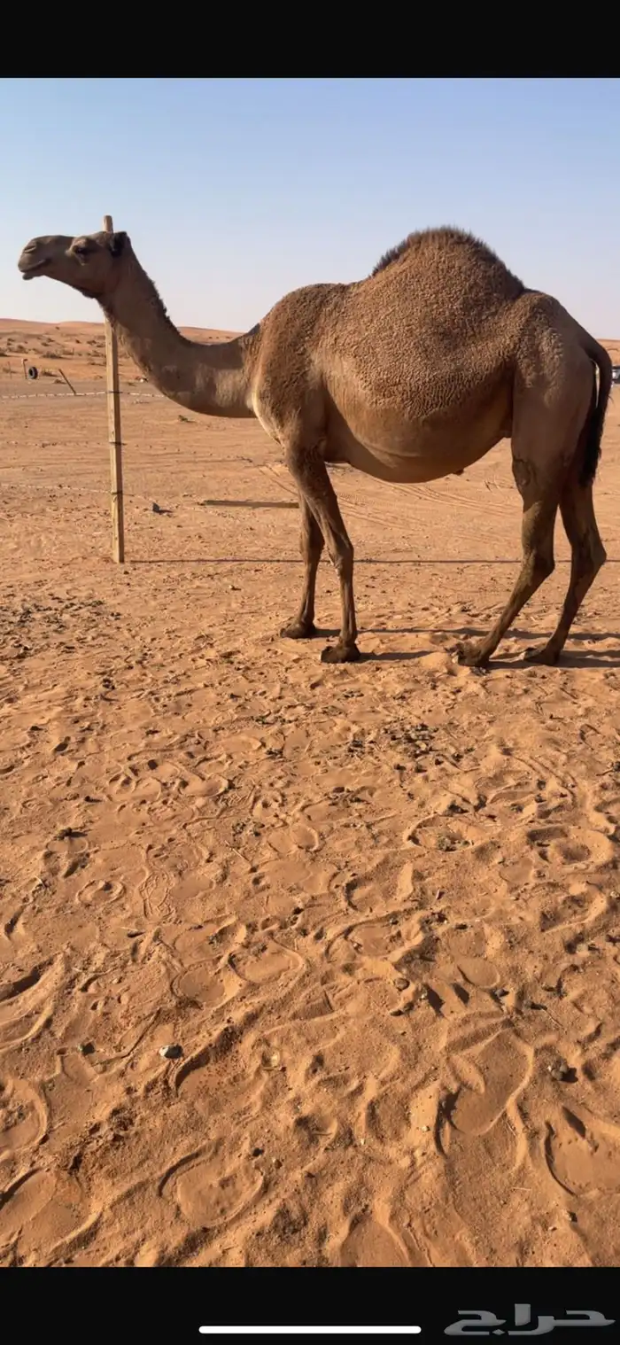 للبيع ملاقي واصله 2