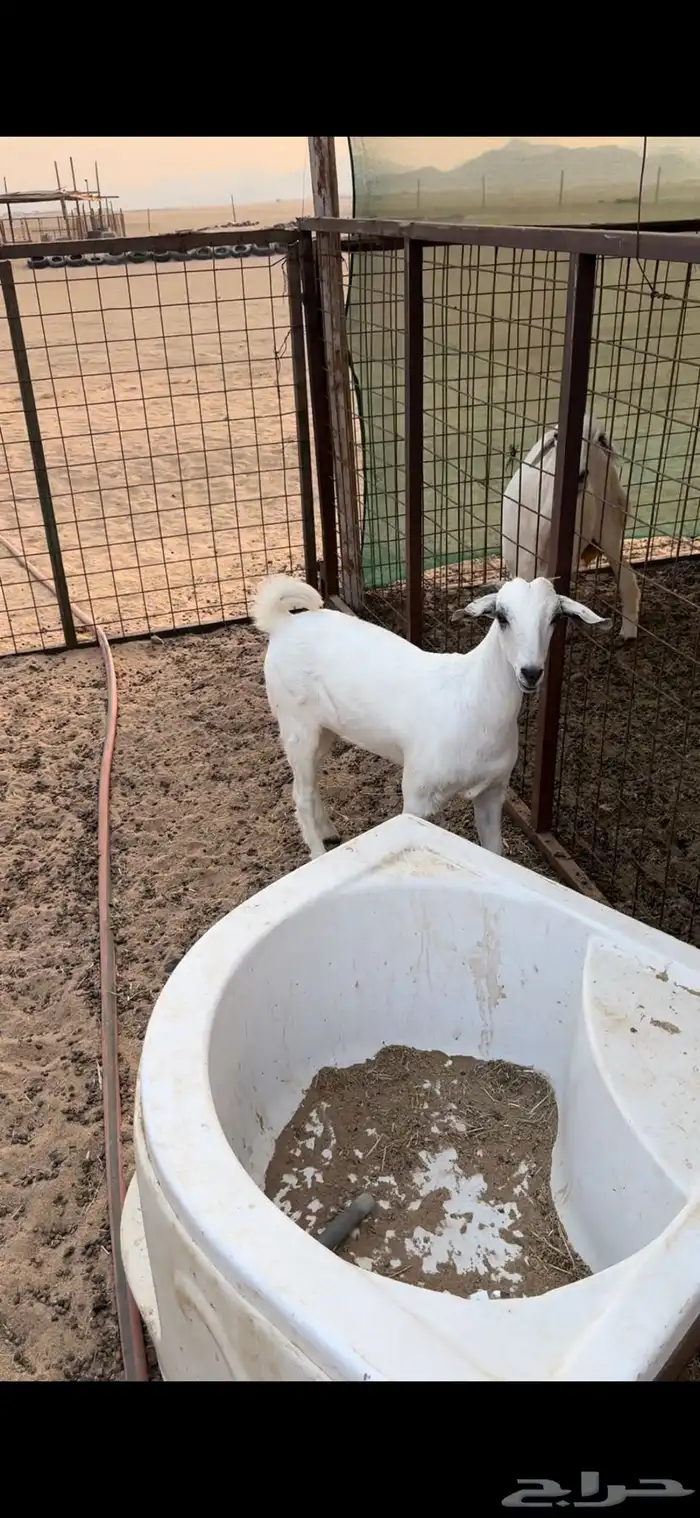 جفره بيشيه 4