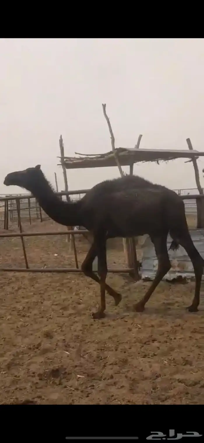 حشو قعدان ربط جبره وطيبه 0