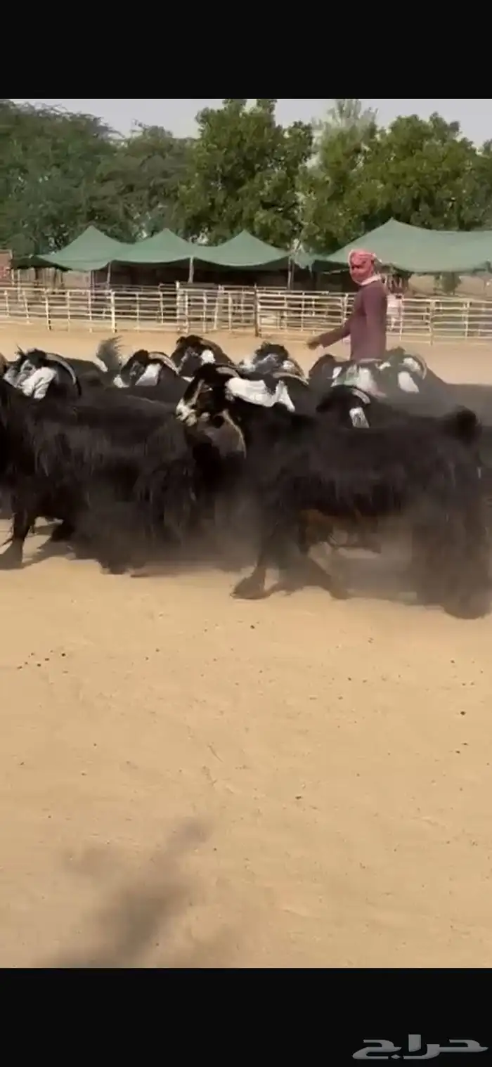 معزا عوراض فاخره 6