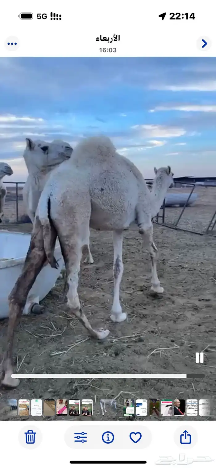 شمال بريدة 3