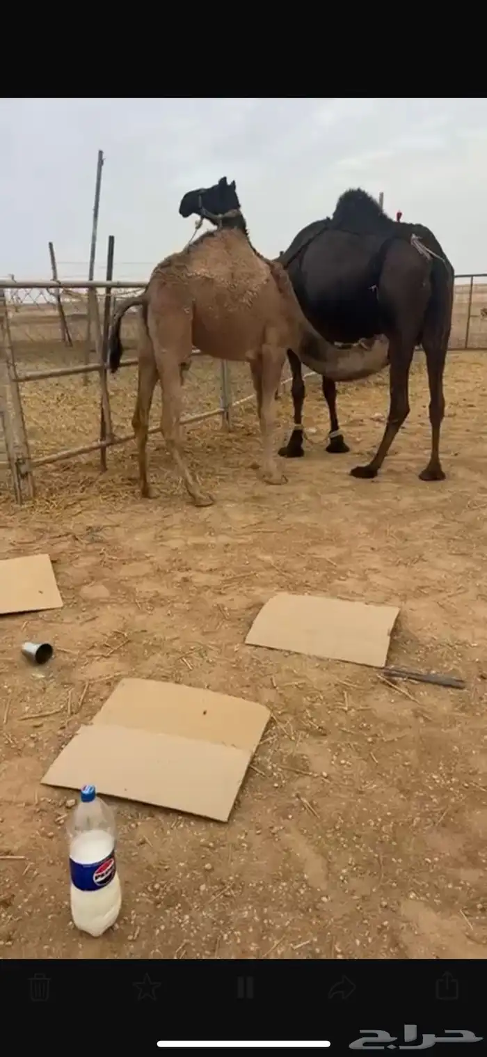 للبيع بكره وقعود ذبح لبنيت 5