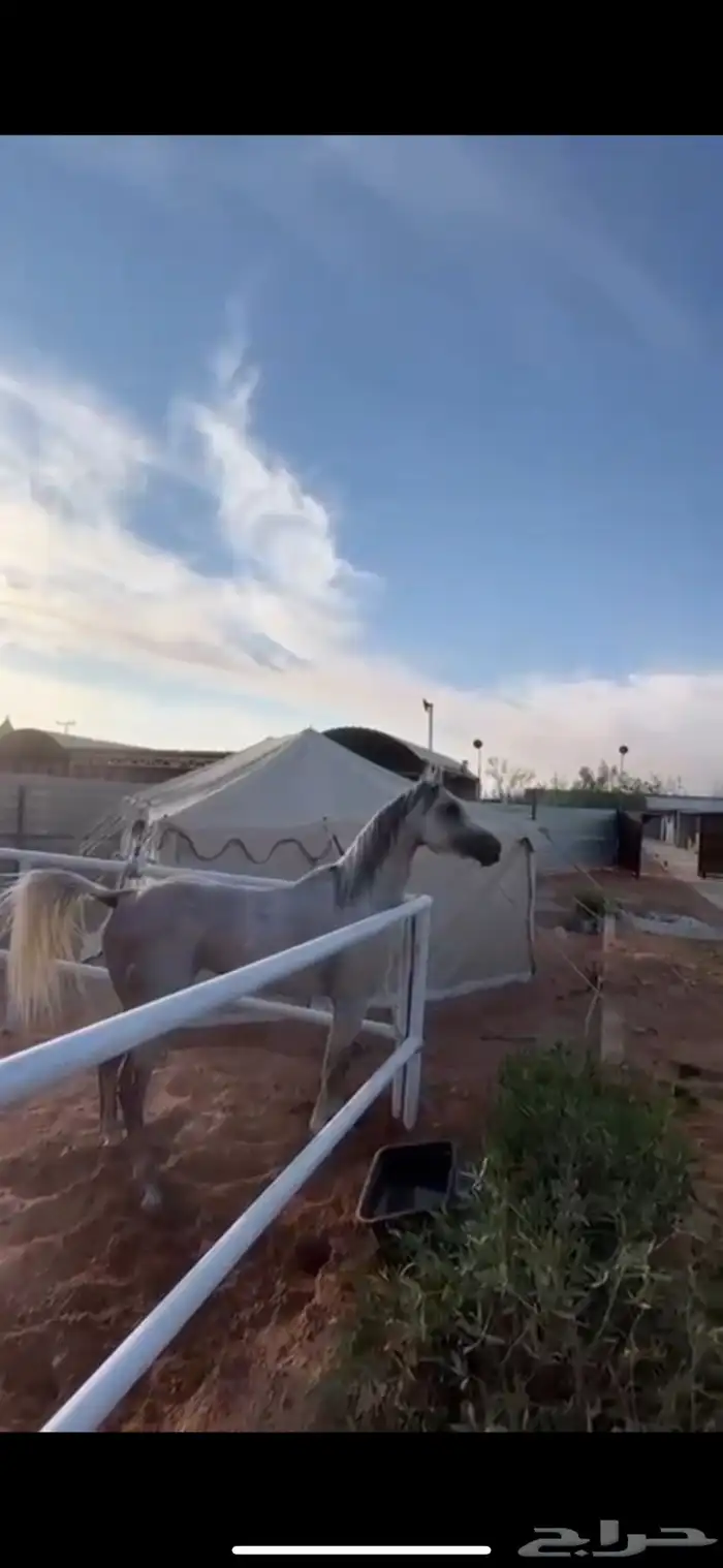 حصان واهو 15