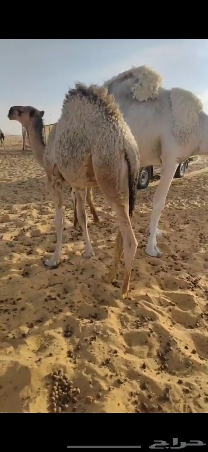 مطلوب حشو لبانيه فاخره شرط وترضع امهاتها 0