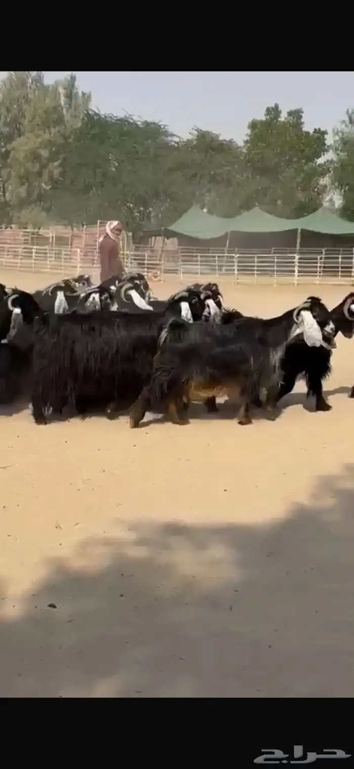 معزا عوراض فاخره 4