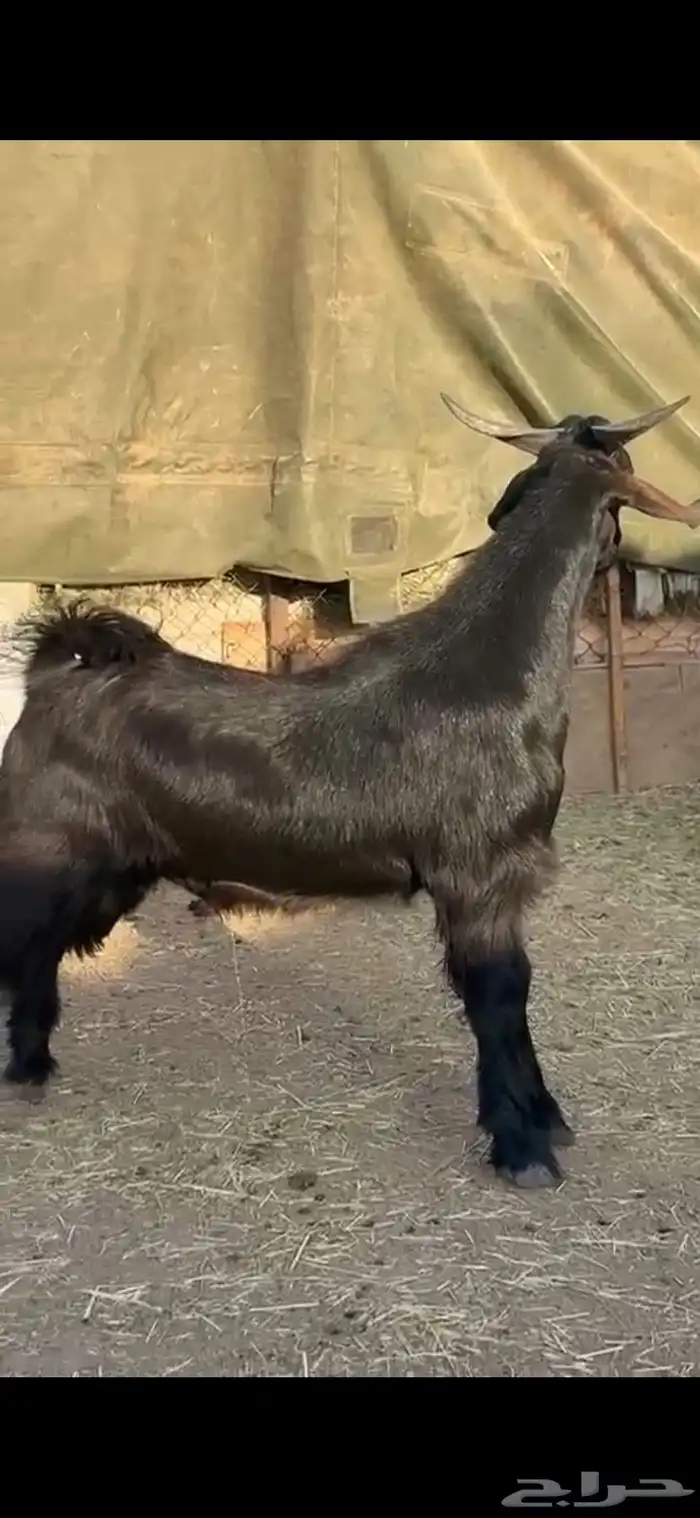 مشروع تيس ادغس فاخر 0