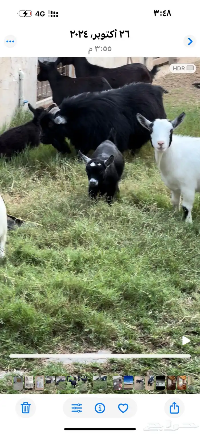 ماعز قزم فحل و 6 اناث 1