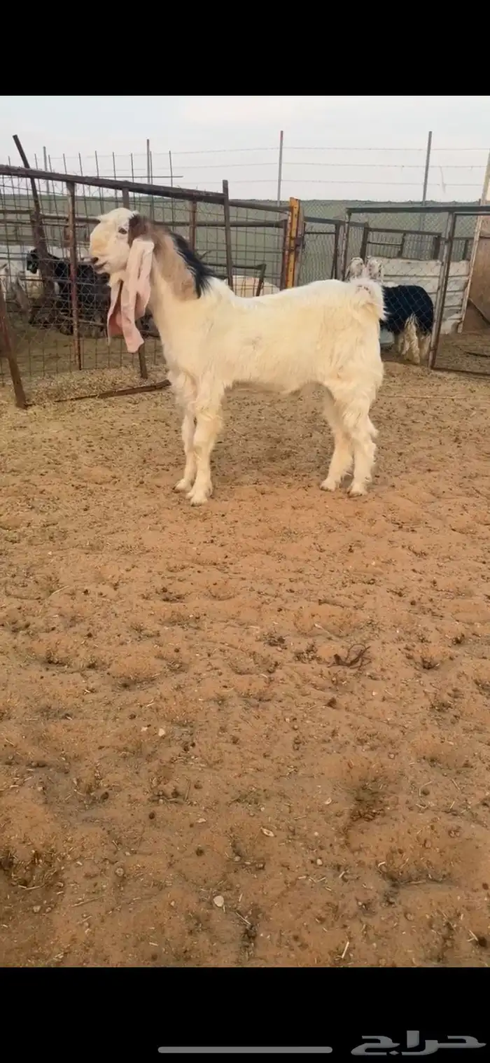 تيس مطور ابيض اجم كفوو 1