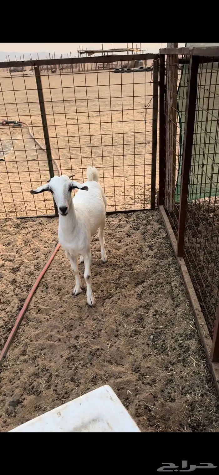 جفره بيشيه 2