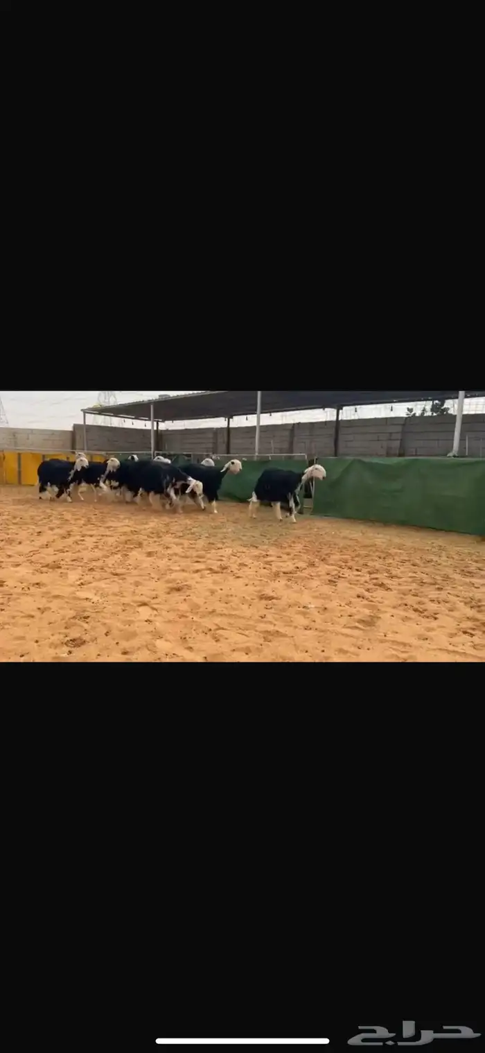 عرض بيع جذعات 4