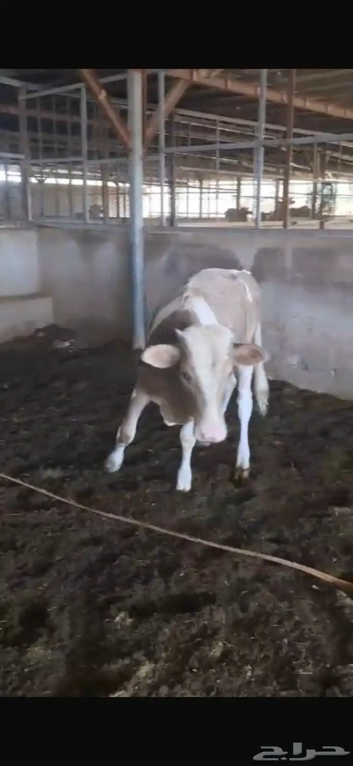 ثور الماني 1