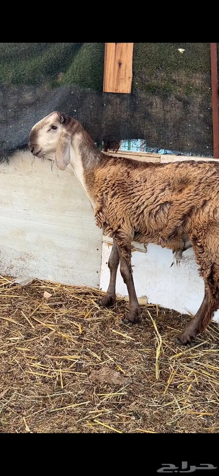 طليان سواكن صنف مشاريع فحول فواخر 4