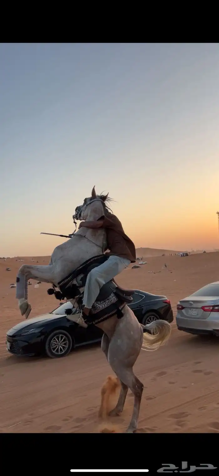 حصان واهو 14