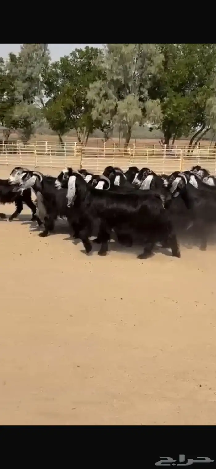 معزا عوراض فاخره 0