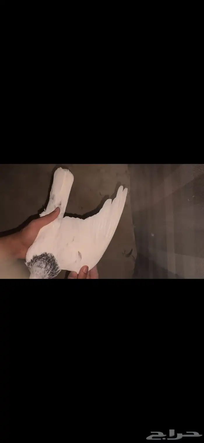 جوز سالكوتي موتيا 5