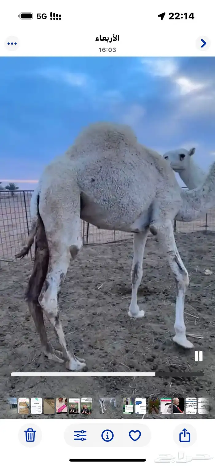 شمال بريدة 2