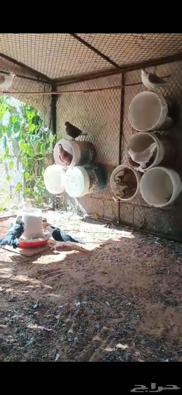 حمام زينه عدد 8 1