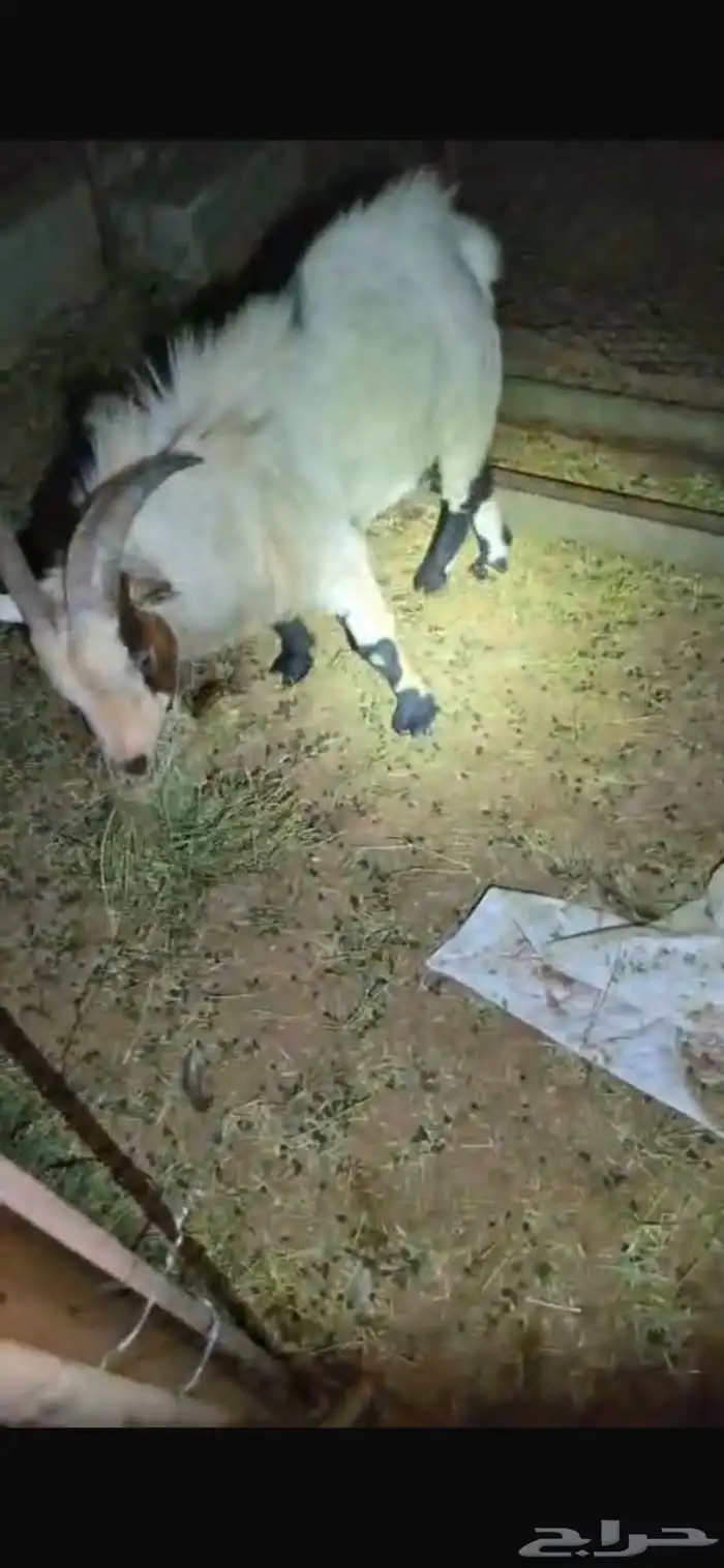 ماعز قزم فحل وانثتين كل وحدة معها عناق 0