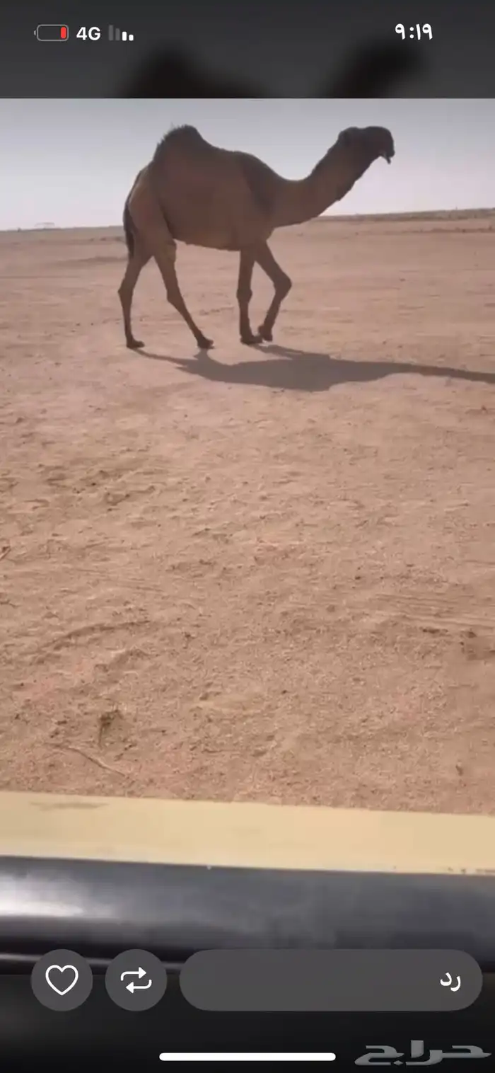 للبيع القعود الصفر اصله على سلمان الصفر 0