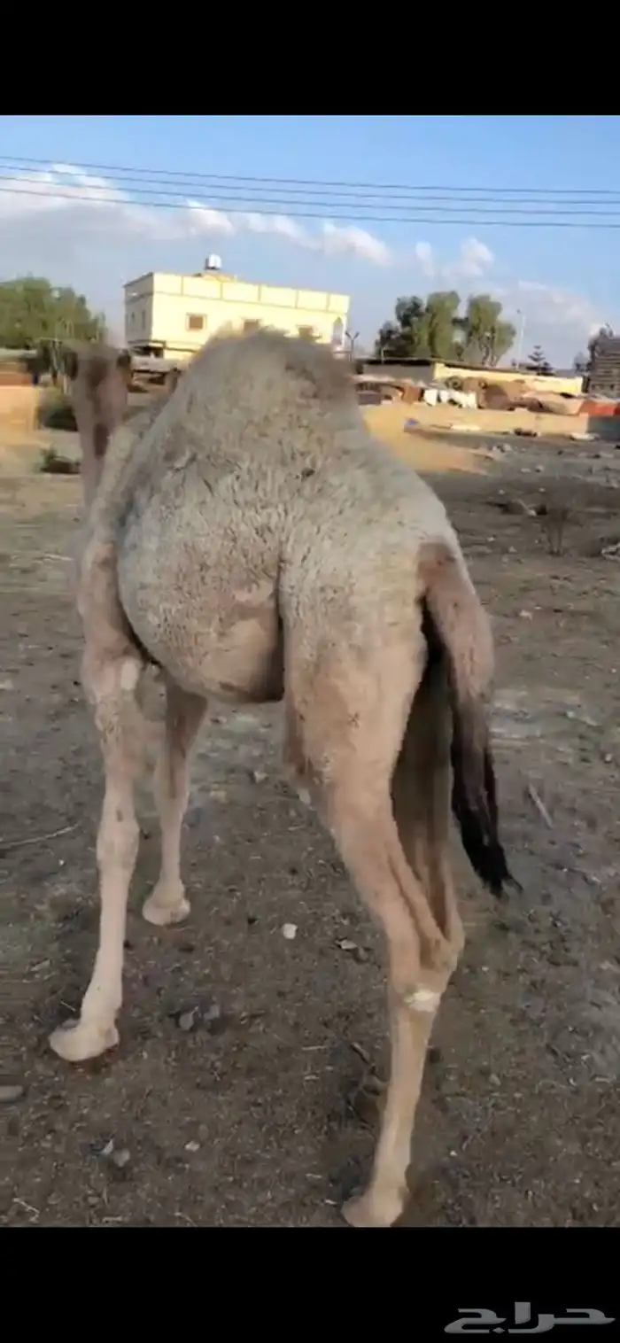 بكره مفروده للبيع اثمان 0