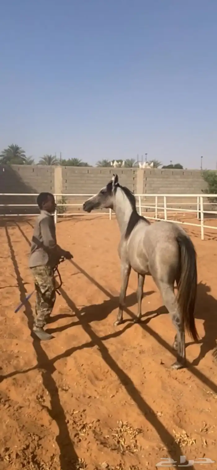 خيل عربي 0