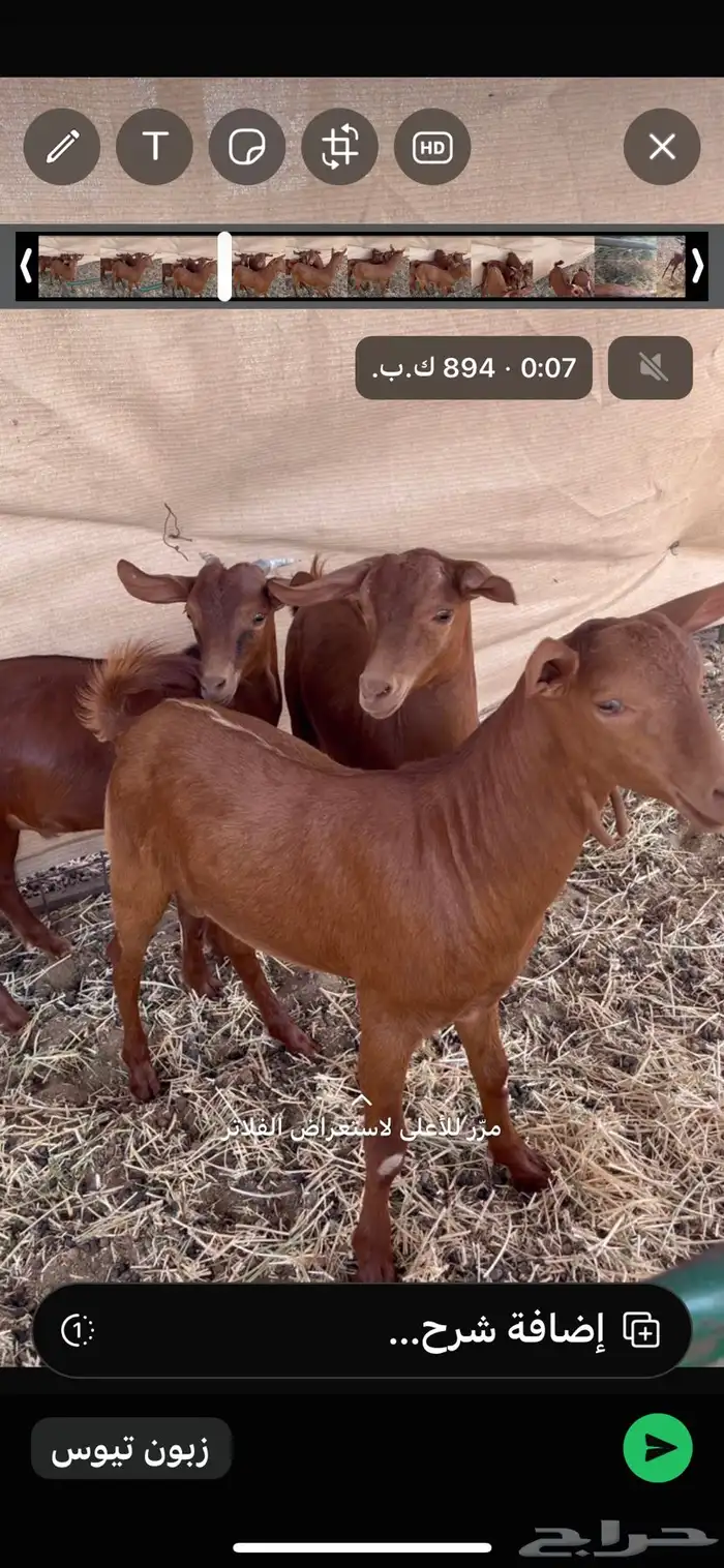 طليان حري سواكن تيوس بلدي 3