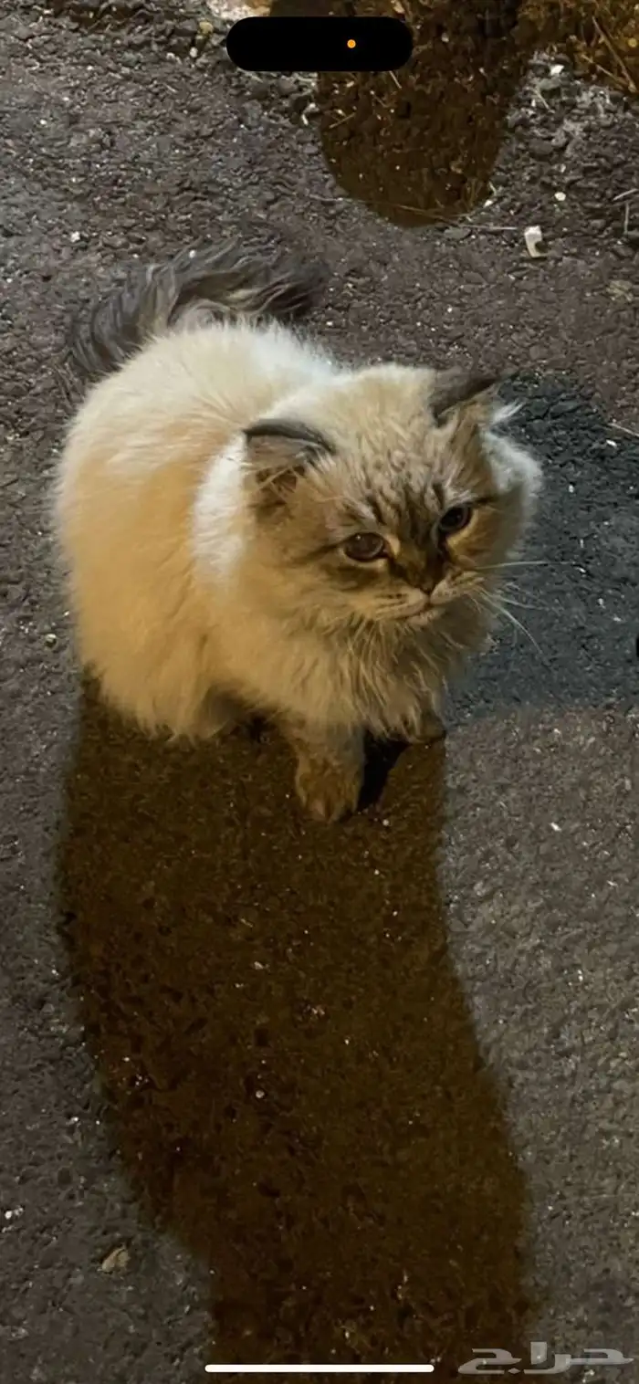 قطط هملايا 0