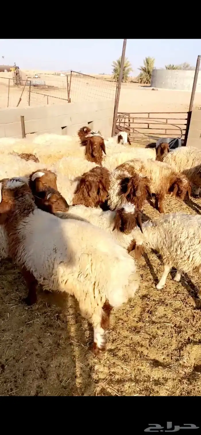 بهم للبيع عدد35رخله وخروف التواصل جوال 0