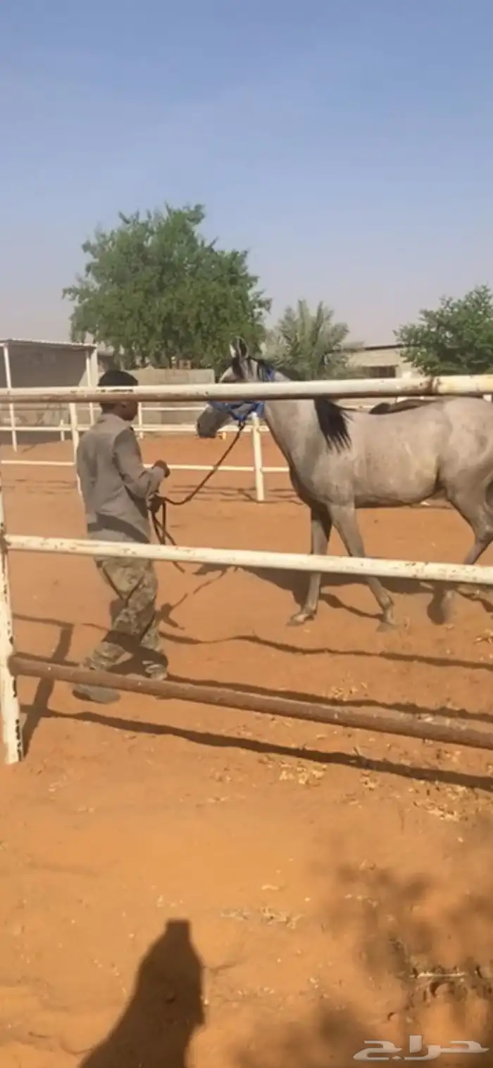 خيل عربي 2