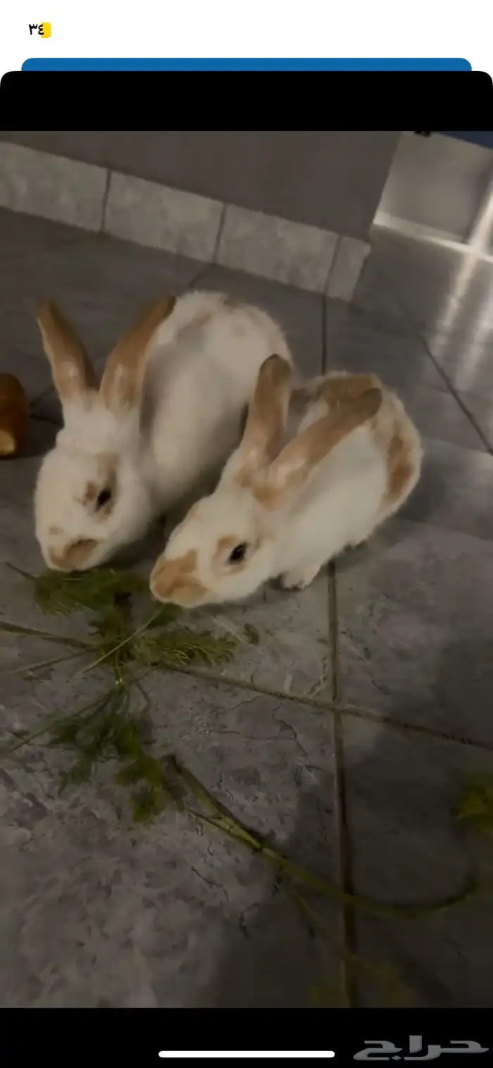 ارانب بلدي فاخر للبيع 0