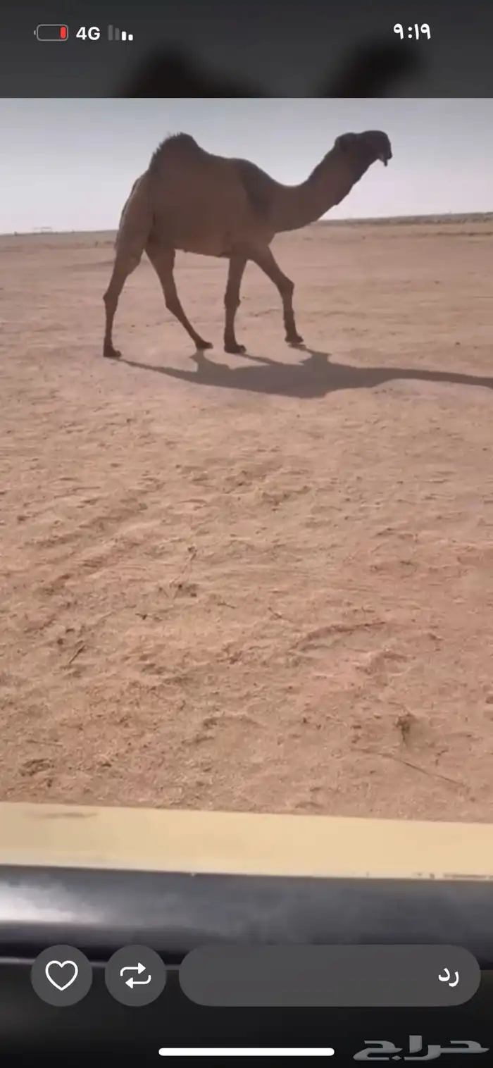 للبيع القعود الصفر اصله على سلمان الصفر 1