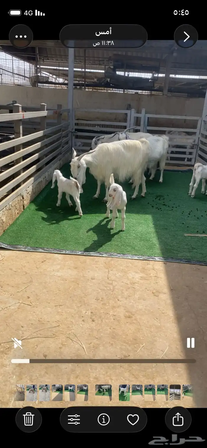 معزا مشاريك 1