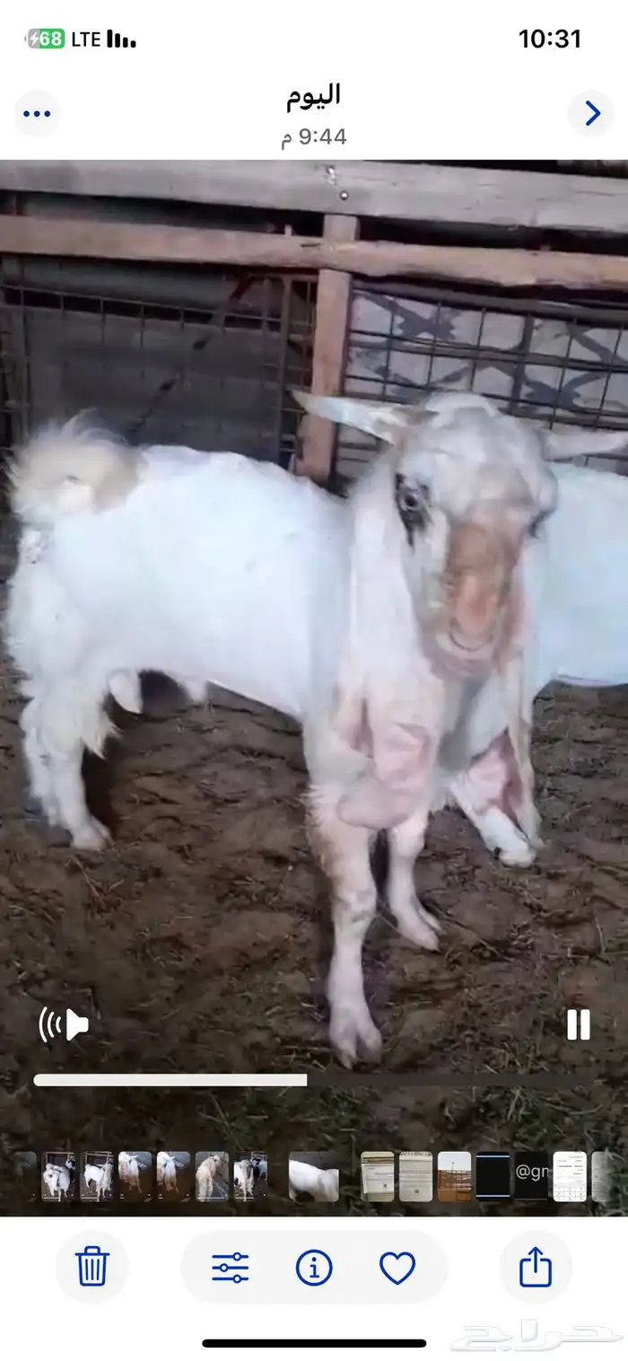 للبيع تيس هولندي مشروك عمرة حوالي 6 شهور فحل طيب سوق غنم 3