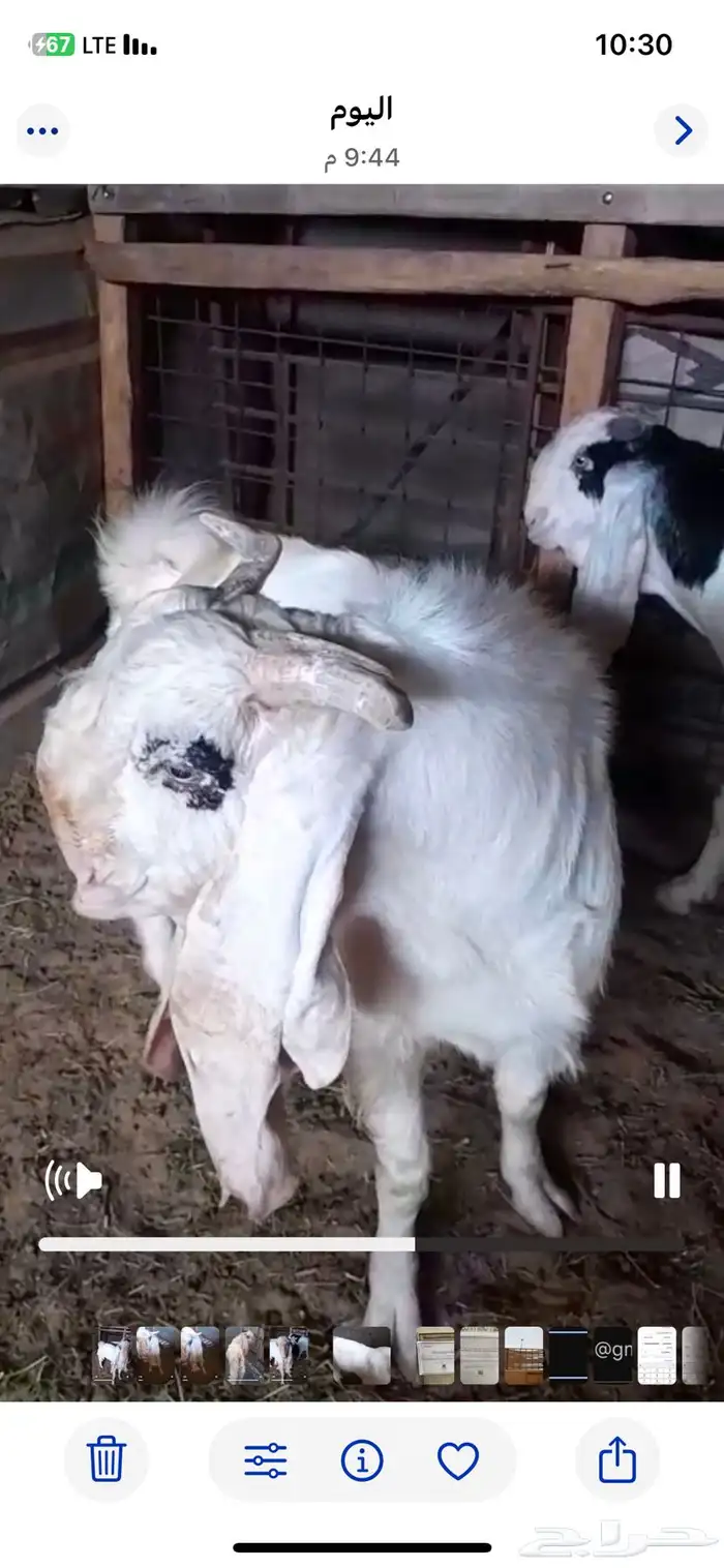 للبيع تيس هولندي مشروك عمرة حوالي 6 شهور فحل طيب سوق غنم 2