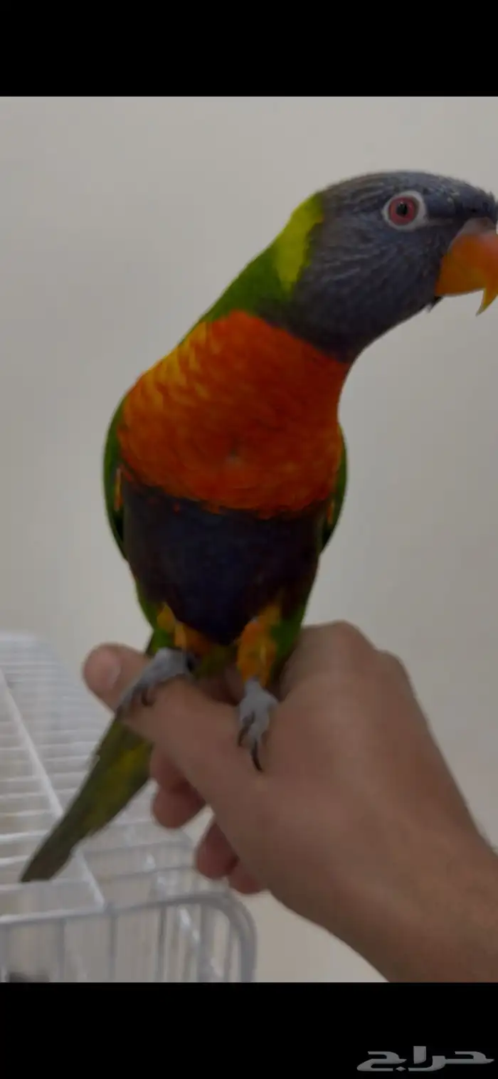 لوري اليف متكلم 0