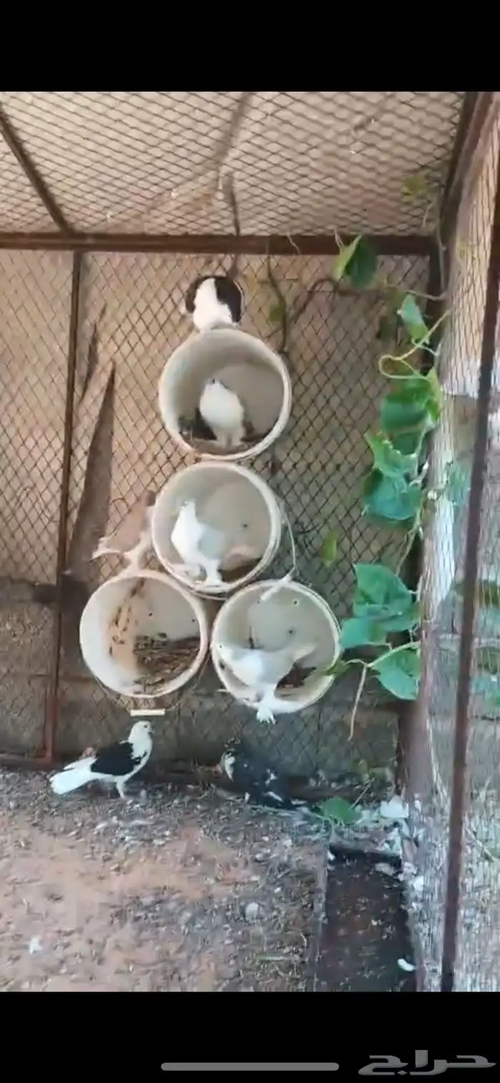 حمام زينه عدد 8 0