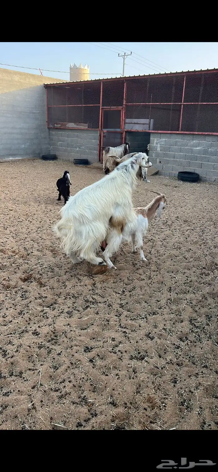 تيوس للبيع 3