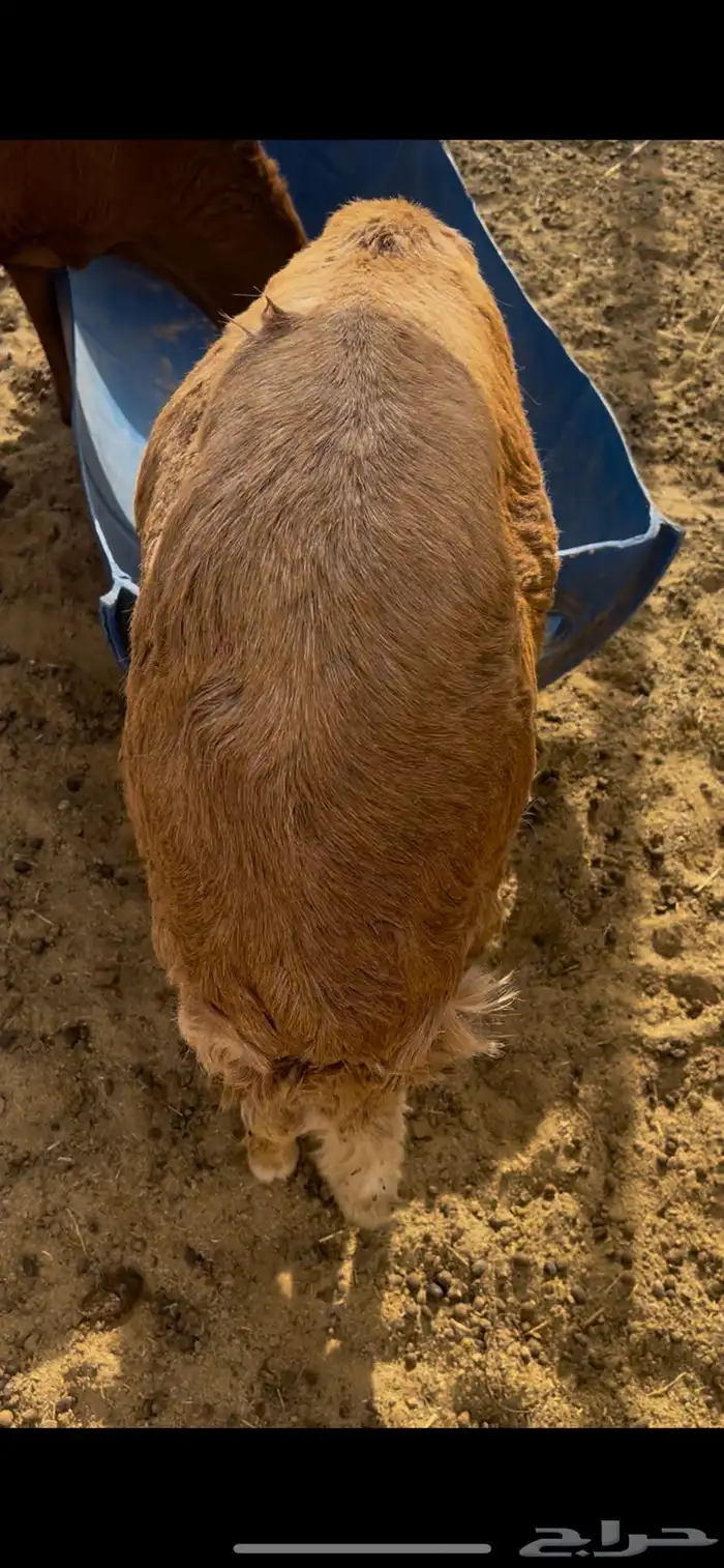 سواكن جذعان طيبه 2