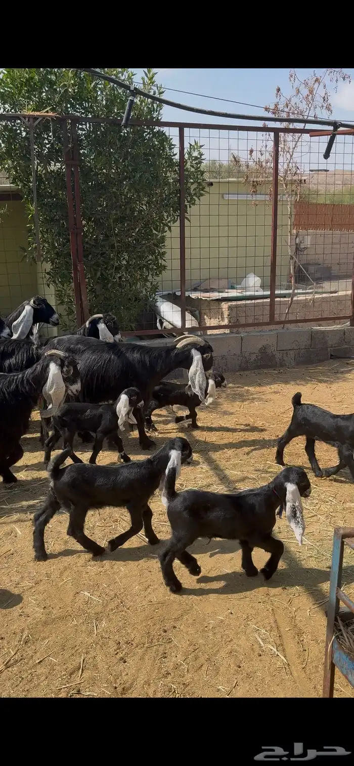 معزا عوارض صنف متاويم 4