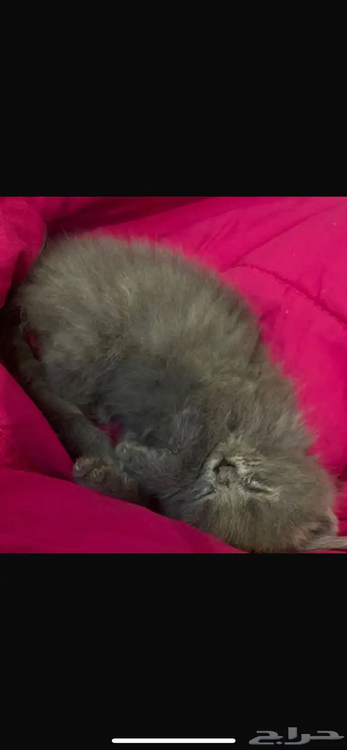 قطط للتبني 9