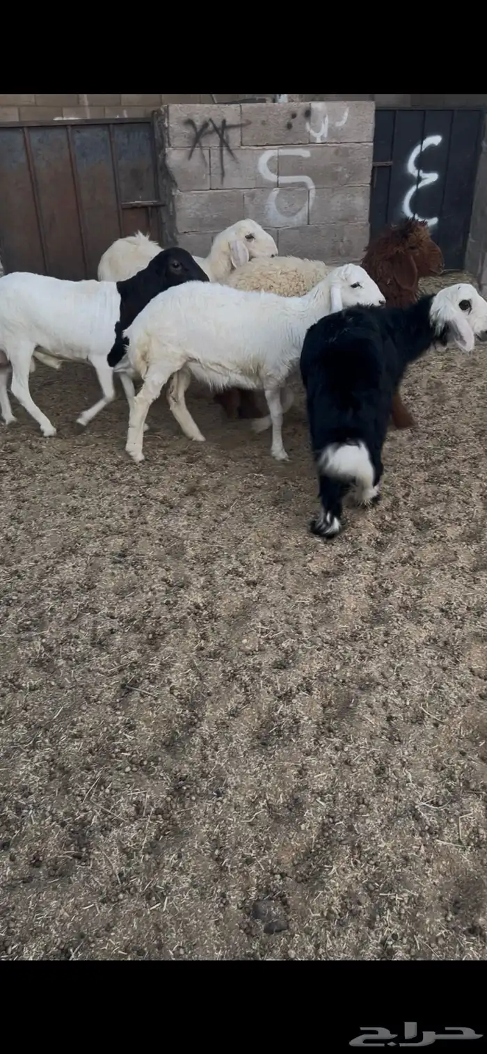 خرفان 3 ورخال 2. العدد الكل 5 العمر 5 اشهر جمله من 1050ريال 3