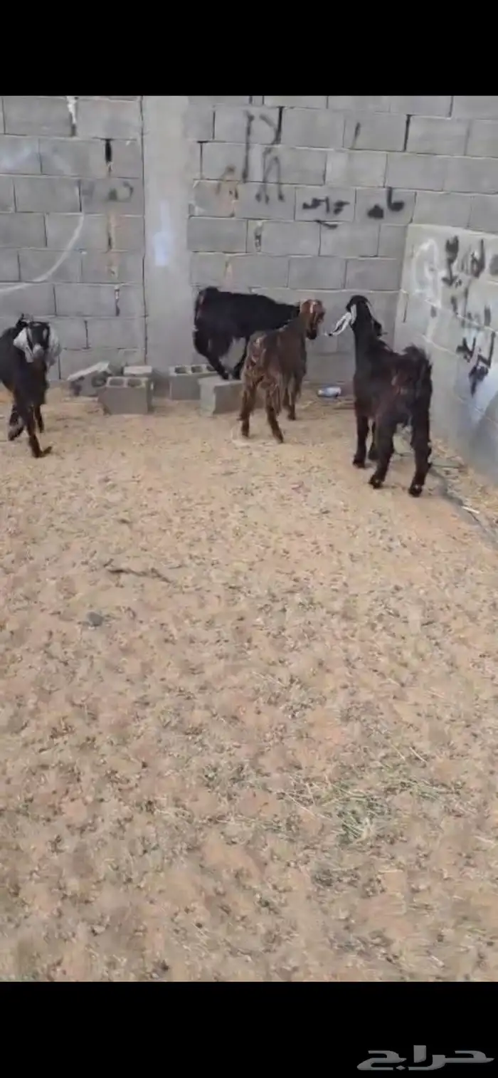 تيوس 2 وجفار 2 العمر 6 اشهر. بريه البيع جمله من 900 ريال 5