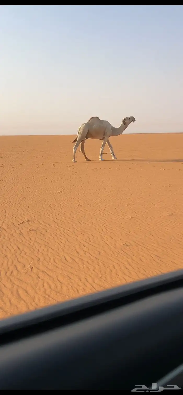 للبيع بعير فحل اوضح 1