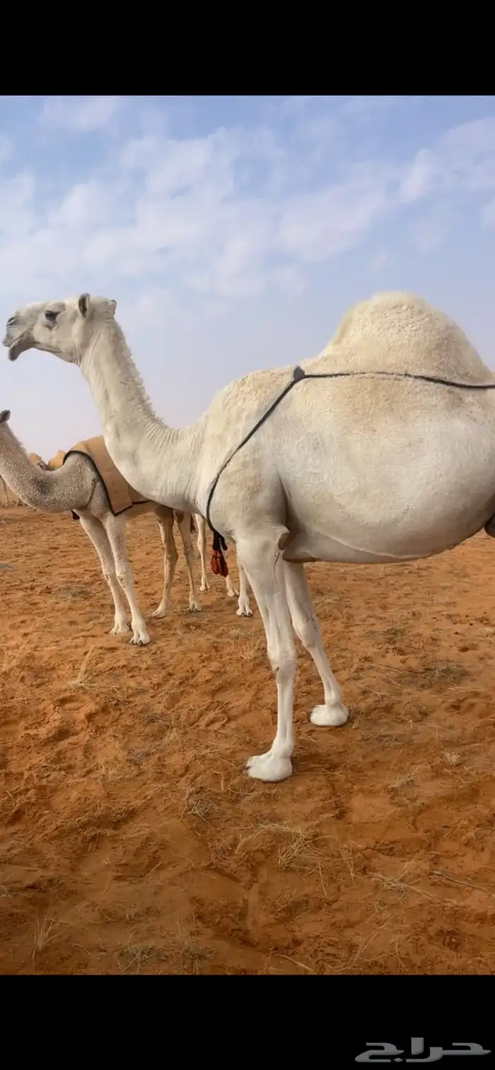 ناقه خفوت طيبه 1