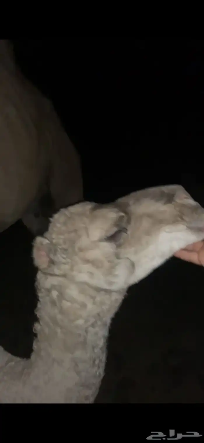 فحل بكستاني أشعل منتج 4