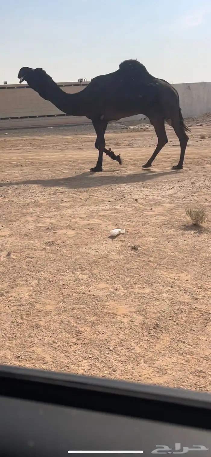 للبيع بعير مجهم مزاين 0